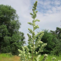 ZDROWE CHWASTY