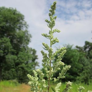 BYLICA ARTEMISIA